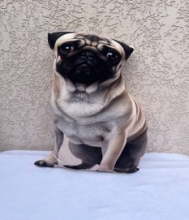 яя Подушка №24 Мопс