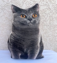 яя Подушка №40 Вісловухий