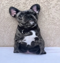 яя Подушка №20 Бульдог