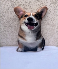 яя Подушка №26 Корги