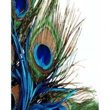 яя Картина за номерами Пір'я павича 40х50 см (GS1361)