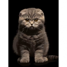 яя Картина за номерами Сіре кошеня на чорному фоні 30Х40 (FH-25)