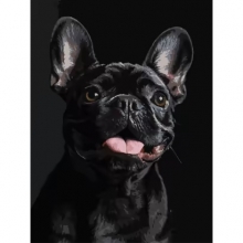 яя Картина за номерами Французький чорний бульдог на чорному фоні 30Х40 (FH-32)