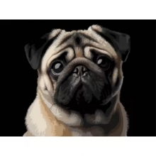 яя Картина за номерами Мопс на чорному фоні 30Х40 (FH-34)