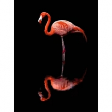 яя Картина за номерами Фламінго на чорному фоні 30Х40 (FH-36)